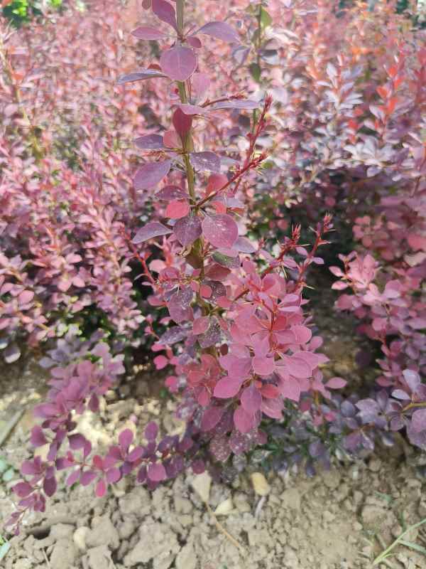 1734074667292071.jpg IMG_20230523_151249.jpg