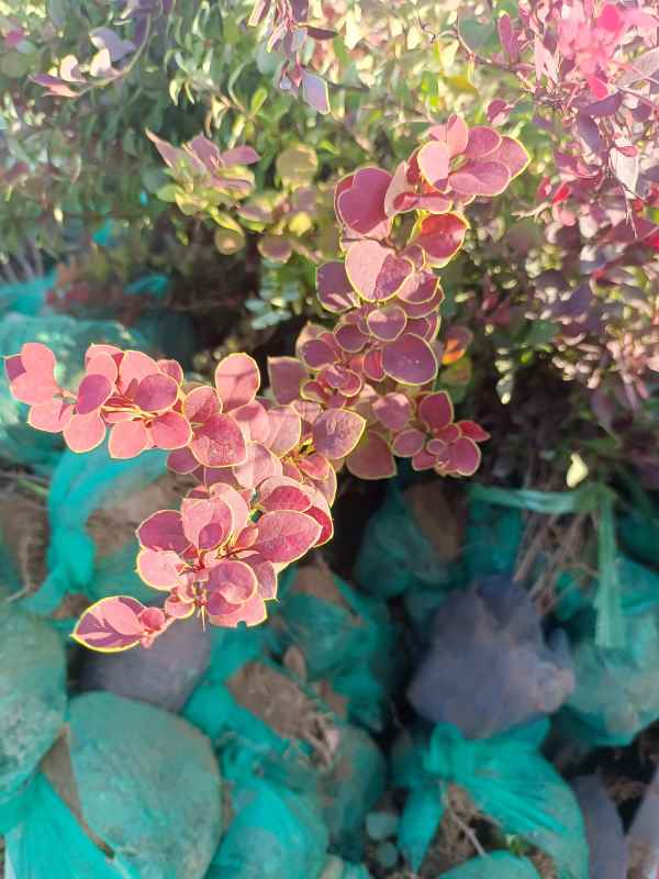 1734074743830103.jpg IMG_20220816_173304.jpg