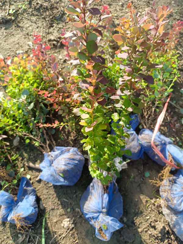 1734074810284746.jpg IMG_20220811_072430.jpg