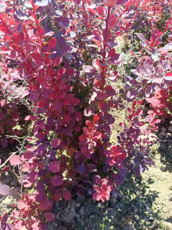 1734074901696166.jpg IMG_20220526_105219.jpg