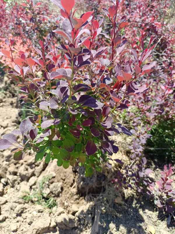 1734074986229937.jpg IMG_20220526_105211.jpg