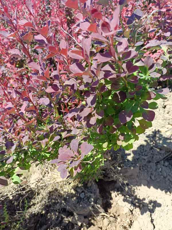 1734075421408660.jpg IMG_20220526_105157.jpg