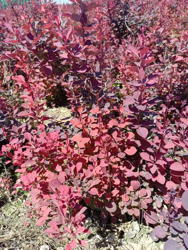 1734075520752180.jpg IMG_20220526_105101.jpg