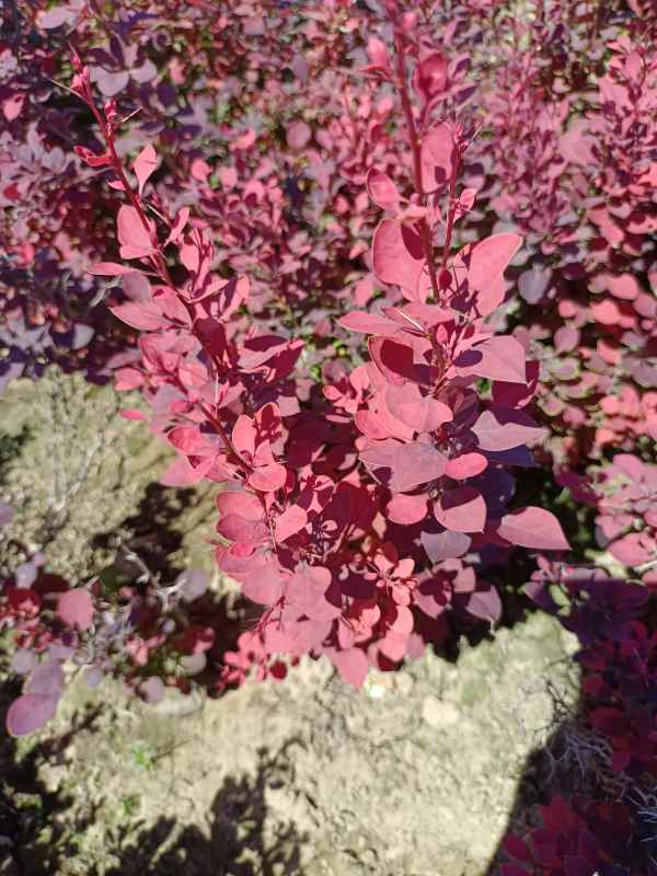 1734075753332170.jpg IMG_20220526_105104.jpg