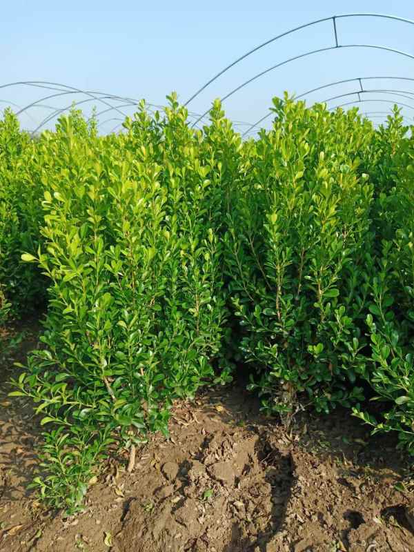 1734419610890253.jpg mmexport1634795010409.jpg