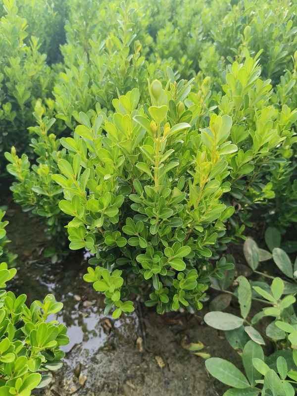 1734420174807439.jpg IMG_20230901_092912.jpg