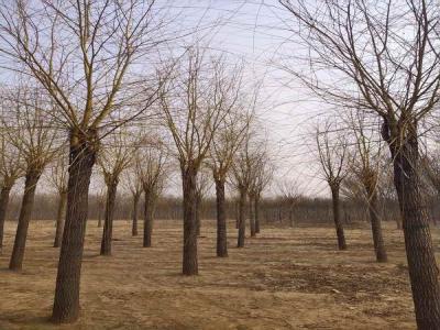 金絲垂柳為城市園林中的璀璨明珠，彰顯其獨(dú)特價(jià)值_最新苗木行情價(jià)格免費(fèi)報(bào)價(jià)