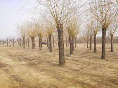 金絲垂柳的生態(tài)習性有哪些_最新苗木行情價格免費報價