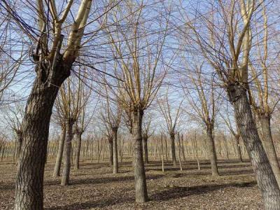 金絲垂柳生長環(huán)境監(jiān)測與調控_最新苗木行情價格免費報價