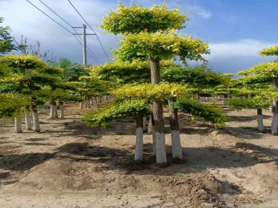 種植造型金葉榆，提升城市綠化品質_提供免費苗木報價