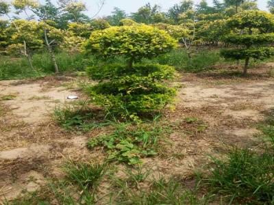 造型金葉榆的種植與養(yǎng)護技術_提供免費苗木報價