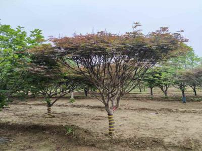 如何成功種植并養(yǎng)護(hù)日本紅楓_提供苗木報價