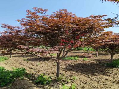 日本紅楓的種植與養(yǎng)護(hù)全攻略_提供苗木報價