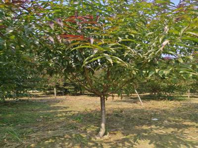 紅葉碧桃：小區(qū)城市綠化的綠色名片及苗木報(bào)價(jià)