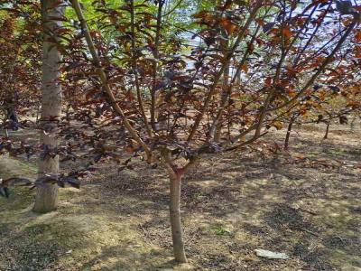 打造美麗庭院：紅葉碧桃的種植技巧及苗木報(bào)價(jià)