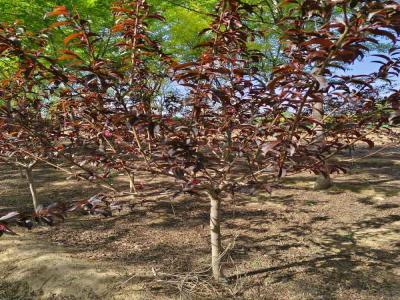 紅葉碧桃的種植與養(yǎng)護(hù)全攻略及苗木報(bào)價(jià)