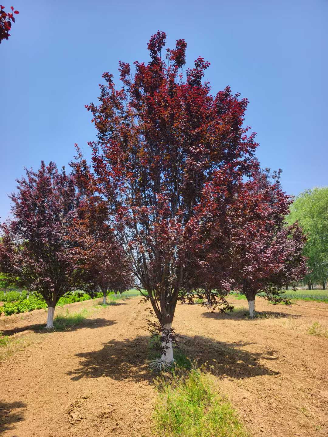 1751075920360007.jpg 1750401807289357.jpg