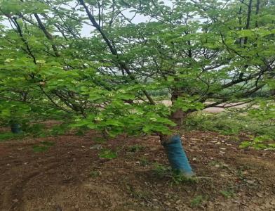 普及12公分垂柳種植需要注意點什么呢！