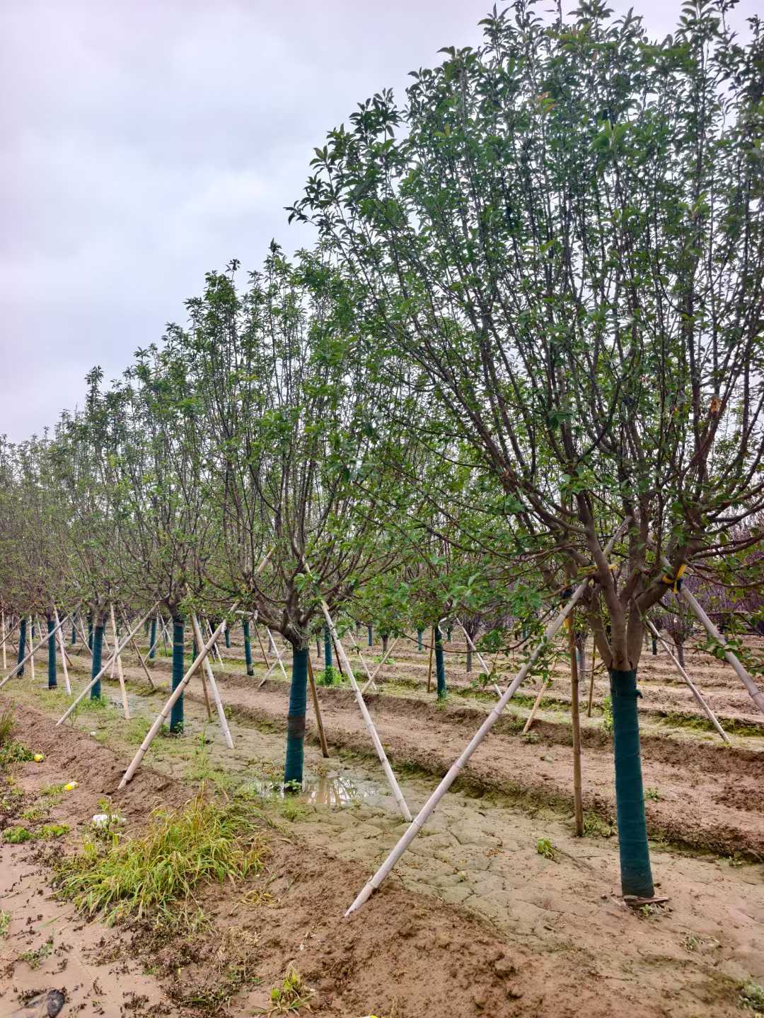 1752200991656866.jpg 1750402035540759.jpg