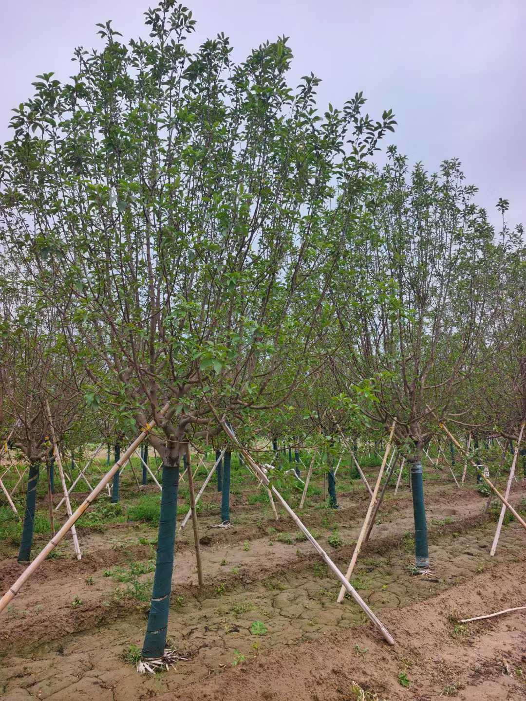 1752201059624935.jpg 1750402035369208.jpg