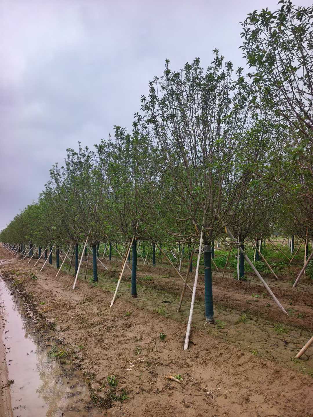 1752201073441967.jpg 1750402035729003.jpg