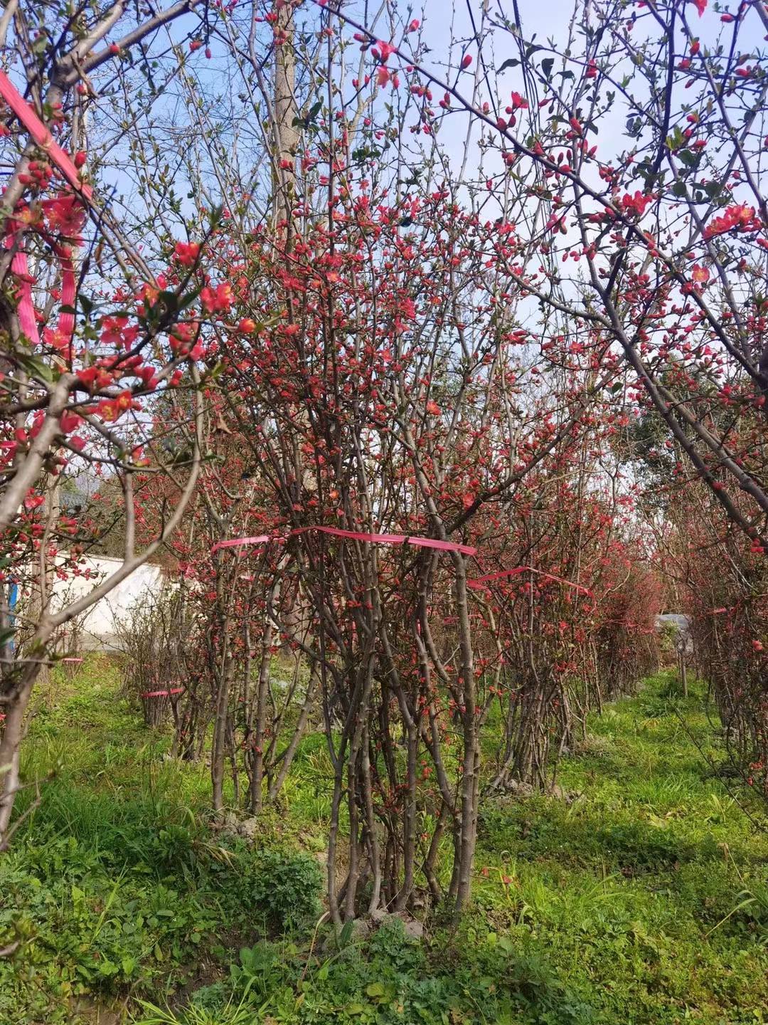 1752372732823360.jpg 1750403772432483.jpg