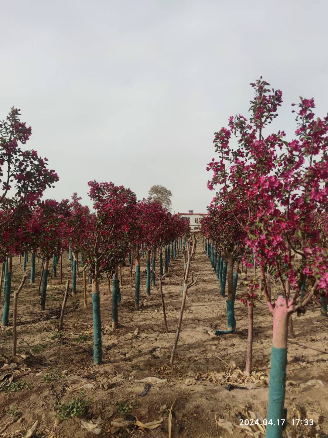 1752645611831640.jpg 1750404572118330.jpg