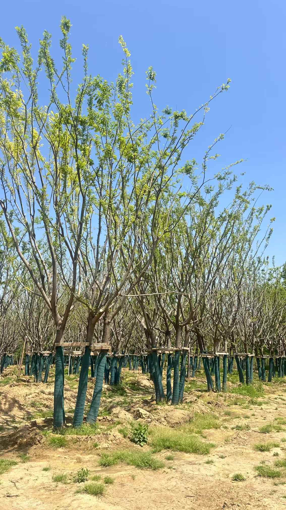 1754703944148593.jpg 1750402972983177.jpg