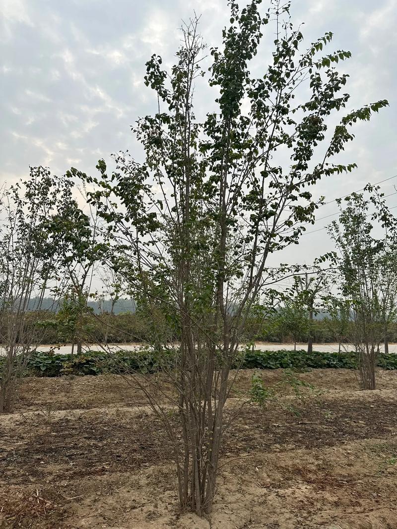 1754966733928384.jpeg 1750404667370005.jpeg