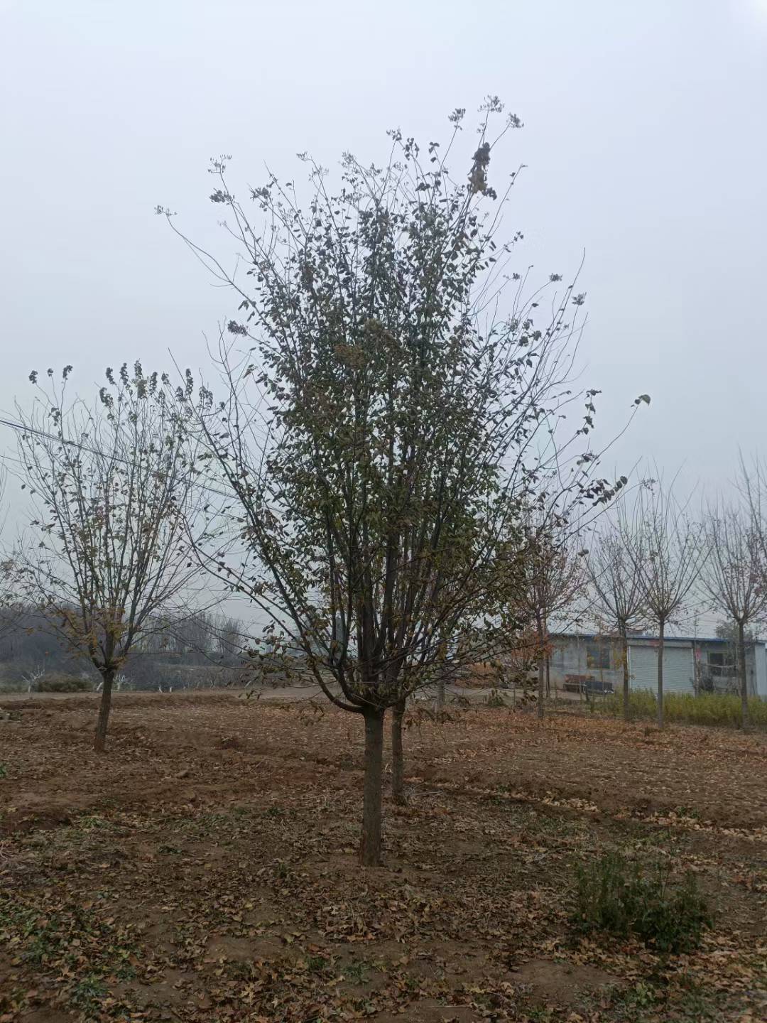 1756545186925941.jpg 1750402475362105.jpg