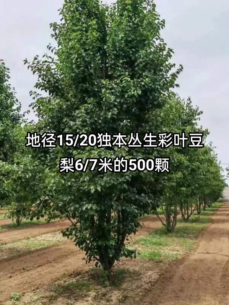 1756545333272993.jpeg 1750404945886025.jpeg