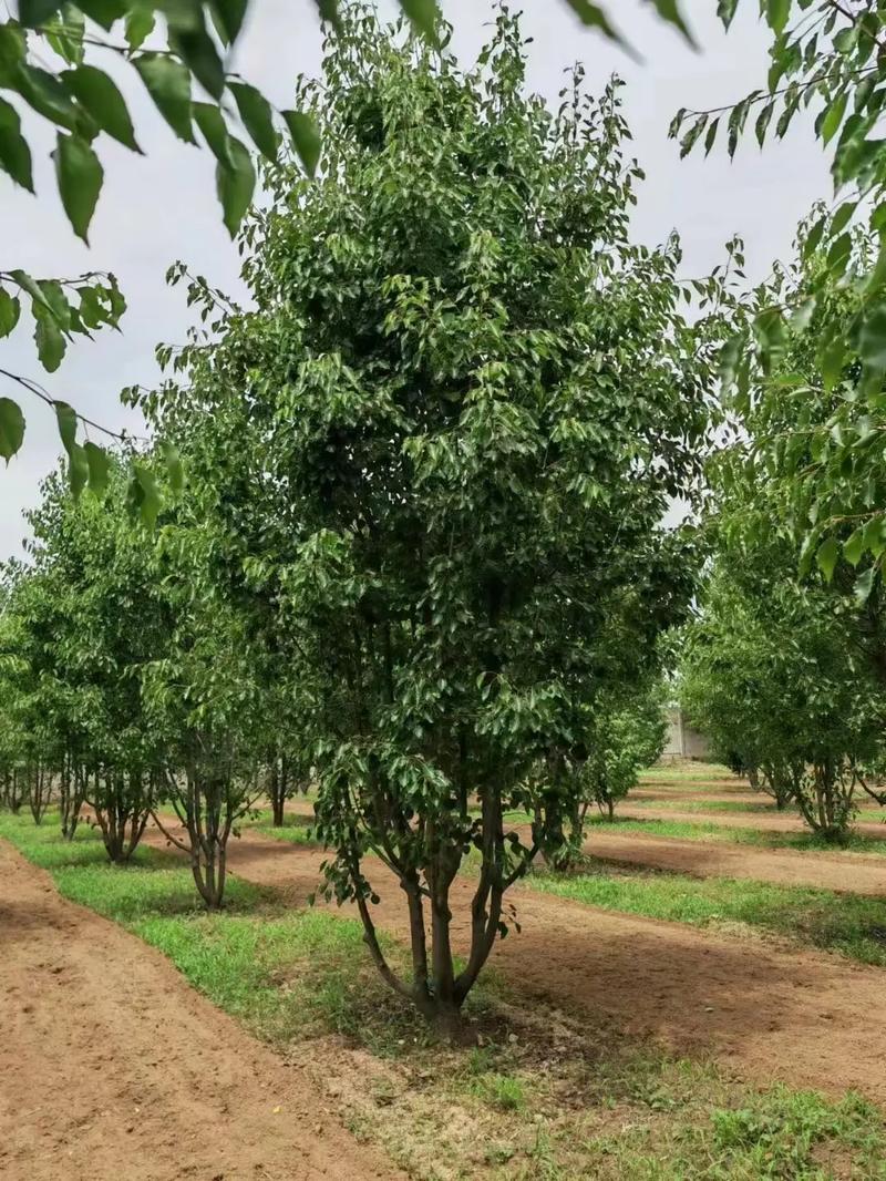 1756545343732941.jpeg 1750404946451666.jpeg