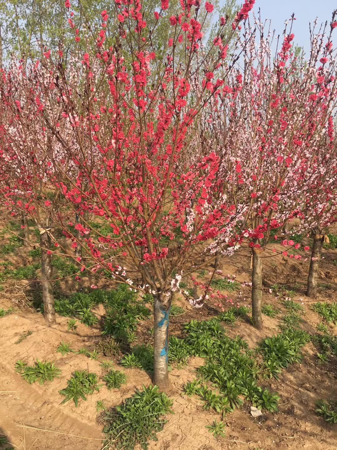 1757296207809733.jpg 1750403679766465.jpg