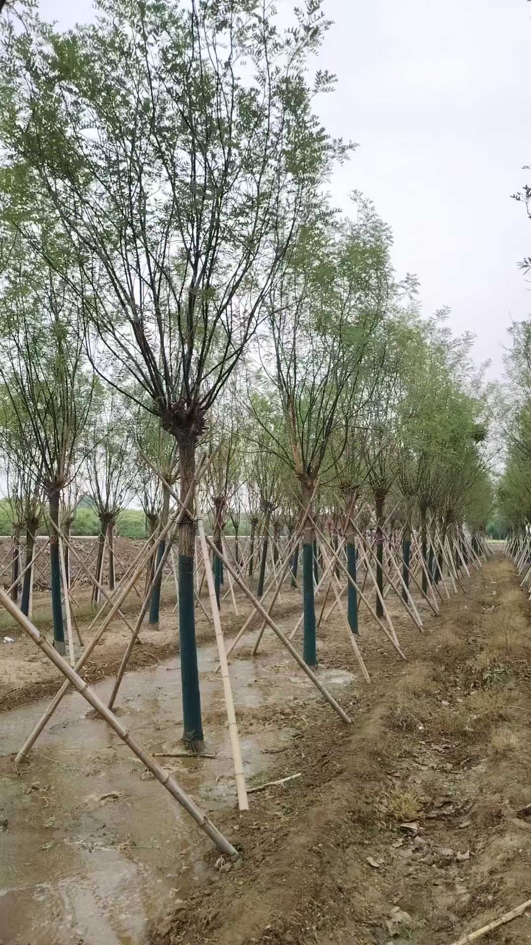 1757486884973906.jpg 1750402392956483.jpg