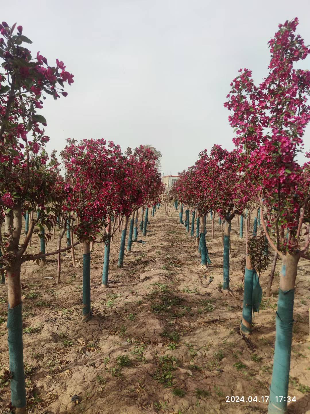 1757554863427572.jpg 1750404572381771.jpg