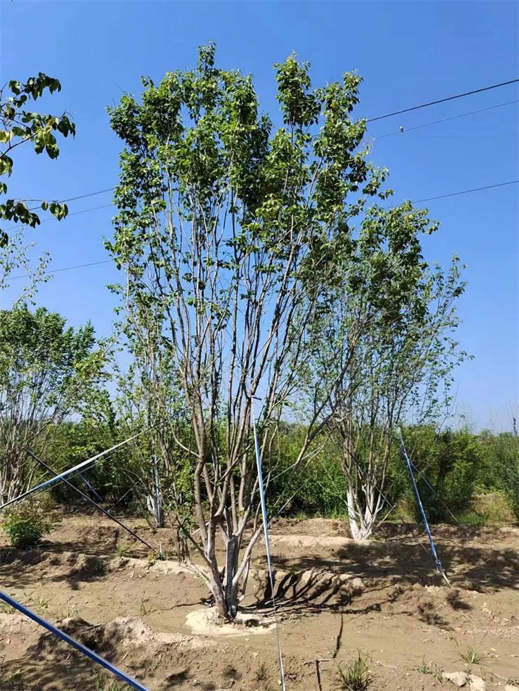 1757555053615033.jpeg 1750404667312782.jpeg